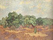 Vincent Van Gogh Olive Grove:Pale Blue Sky (nn04) Spain oil painting reproduction